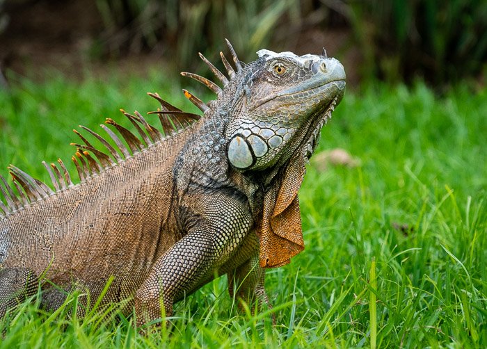 Foto de una iguana en la hierba.