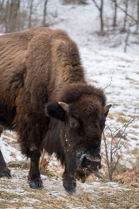 Foto de un bisonte en un campo nevado