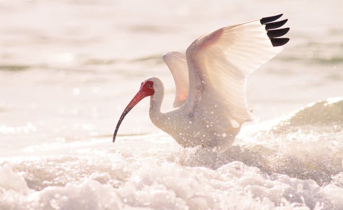 Impresionante retrato de fotografía de aves de un Ibis blanco aterrizando en agua espumosa