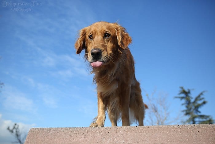 Lindo retrato de mascota de un perro marrón de pie sobre una pared.