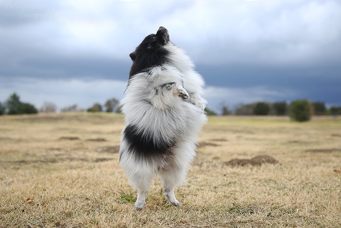 Retrato de mascota juguetona de un perrito blanco y negro de pie