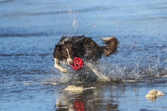 Retrato de mascota de un perro corriendo y jugando en la playa