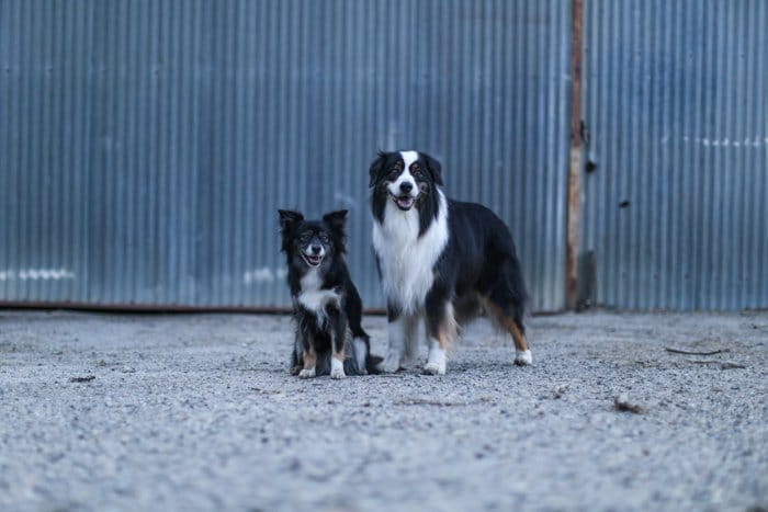 Retrato de mascota de dos perros de pie fuera de un edificio de tipo industrial