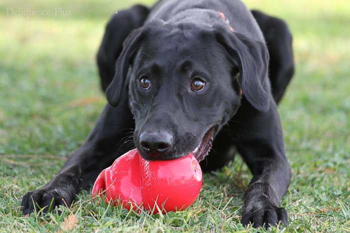 Lindo retrato de mascota de cerca de un perro negro con una pelota en la boca