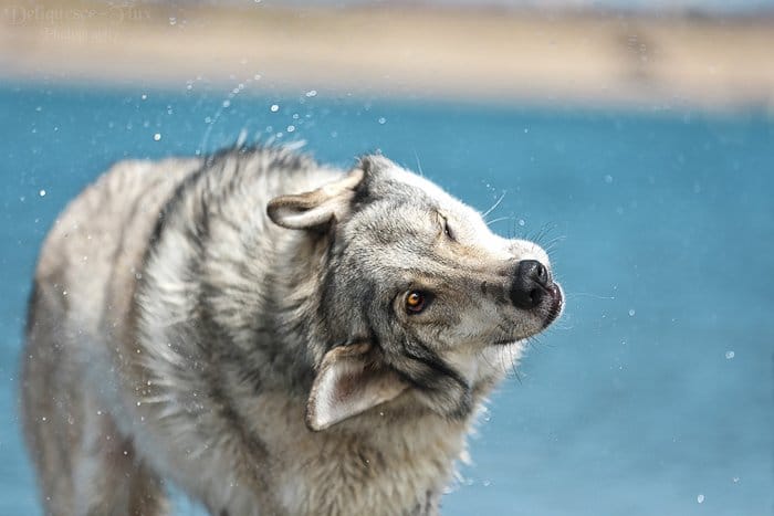 Retrato de mascota de un lobo como perro agitando el agua de su pelaje