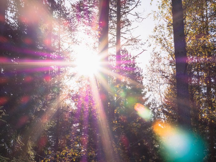Foto borrosa de ensueño de un bosque con luz de colores entre los árboles