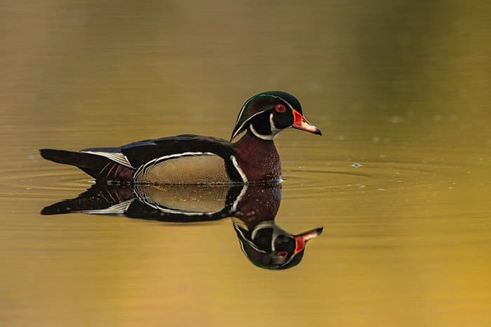 Un pájaro nadando en el agua, el pájaro se refleja en la superficie del agua, creando una imagen doble
