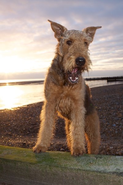 Foto de un perro en una playa con la puesta de sol de fondo