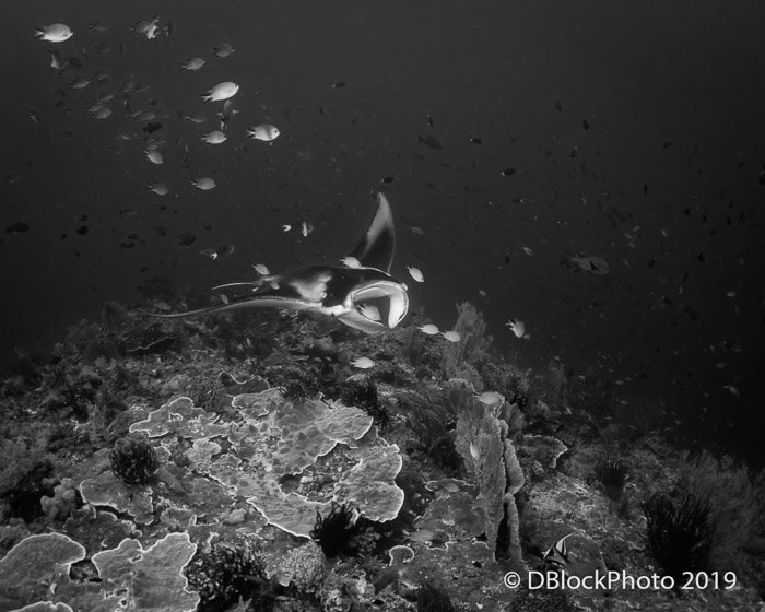 Imagen del océano submarino en blanco y negro de un pez y otra vida marina submarina