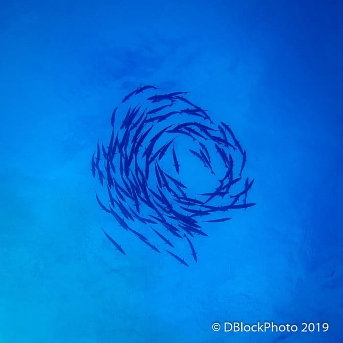 Imagen atmosférica del océano submarino de un banco de peces nadando en círculo