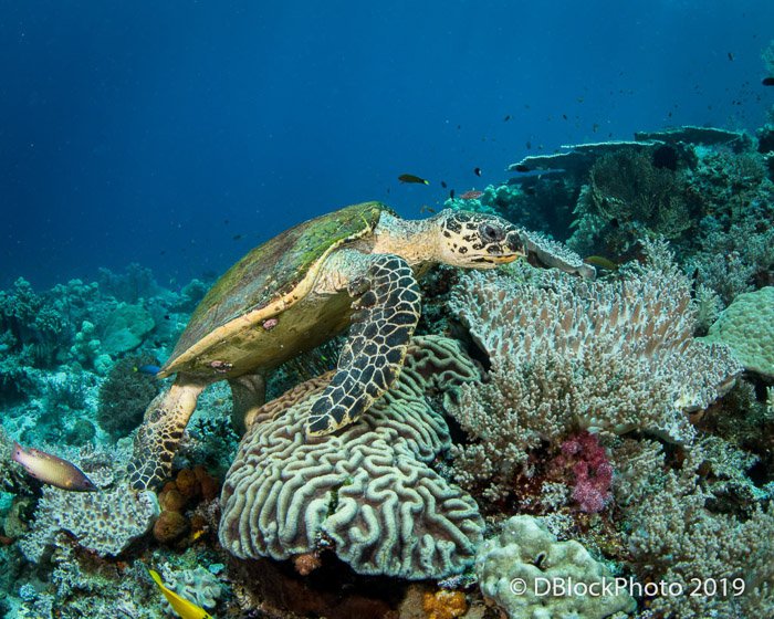 Imagen atmosférica del océano submarino de una tortuga marina nadando cerca de las rocas
