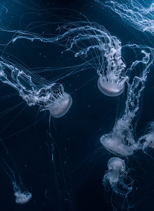 Fotografía submarina atmosférica de medusas nadando