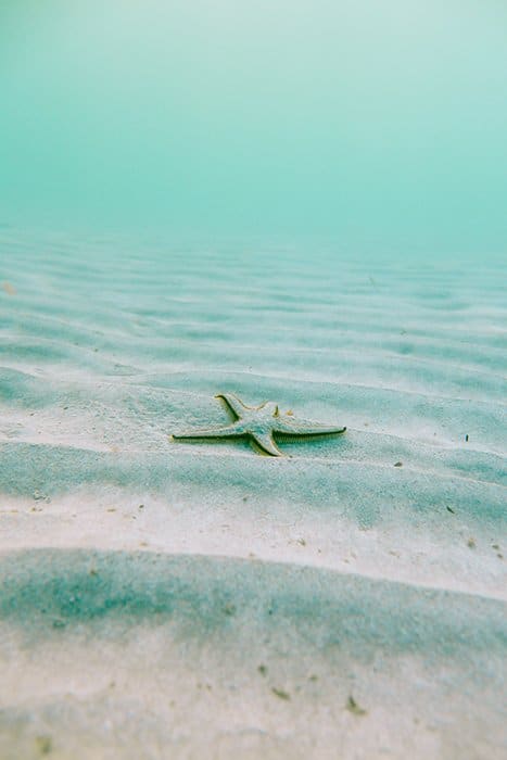 Fotos brillantes y alegres de una estrella de mar en la arena en aguas poco profundas