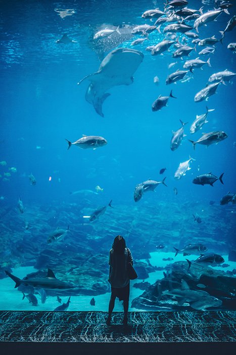 Retrato atmosférico de una persona mirando peces en un acuario