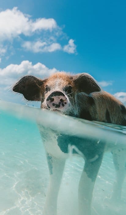 Lindo retrato submarino de un cerdo nadando