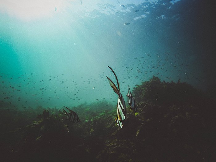 Foto submarina atmosférica de peces nadando