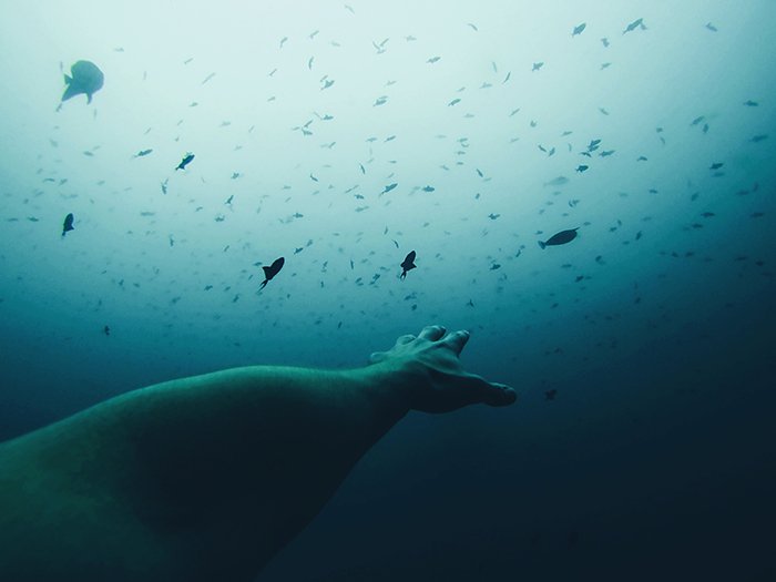 Genial retrato submarino de la mano extendida de los fotógrafos alcanzando cardúmenes de peces