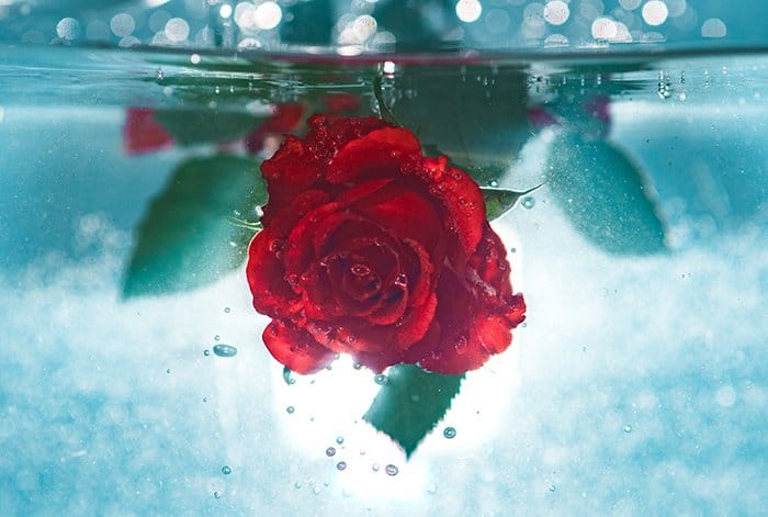 una rosa roja bajo el agua