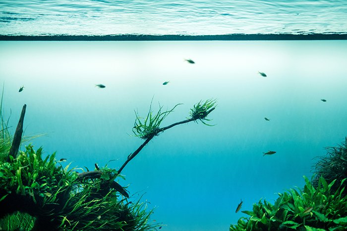 una impresionante foto de paisaje submarino