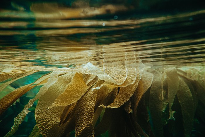 una impresionante toma submarina de plantas bajo el mar