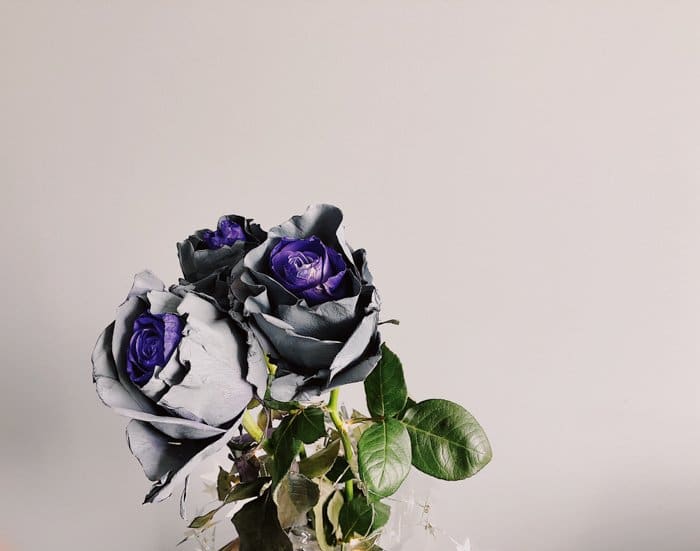 Foto UV de rosas en violeta