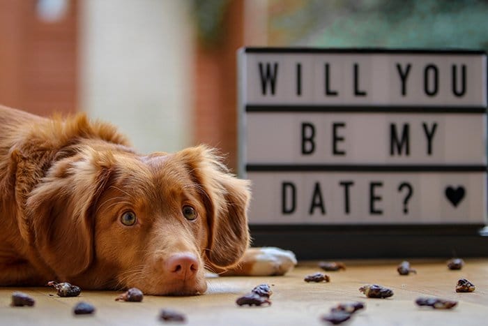 Un perro marrón frente a un letrero que dice '¿serás mi cita?' - Sesiones de fotos del Día de San Valentín.