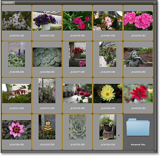 Seleccionar todas las imágenes en el panel Contenido en Adobe Bridge CS6.  Imagen © 2014 Photoshop Essentials.com