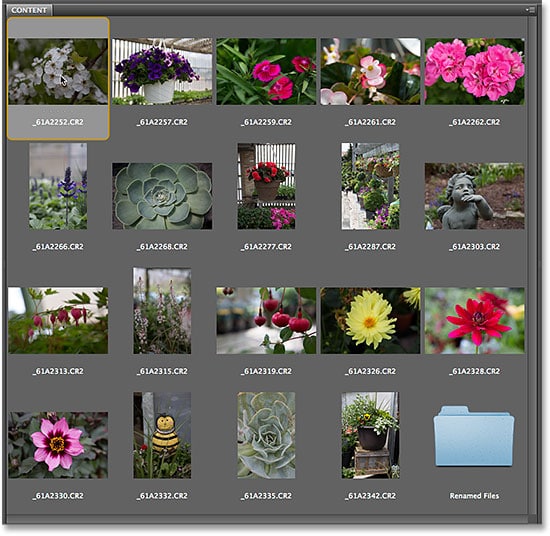 Seleccionar la primera imagen en el panel Contenido en Adobe Bridge CS6.  Imagen © 2014 Photoshop Essentials.com