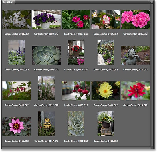 Cambio de nombre de archivos con la función Renombrar por lotes en Adobe Bridge CS6.  Imagen © 2014 Photoshop Essentials.com