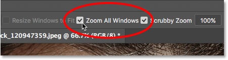La opción Zoom en todas las ventanas para la herramienta Zoom en Photoshop