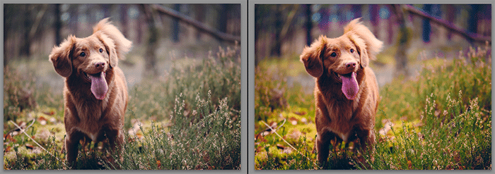 Díptico que muestra qué es la saturación y cómo afecta la fotografía de mascotas