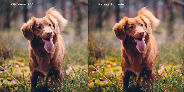 Díptico que muestra la vibración frente a la saturación y cómo afecta la fotografía de mascotas