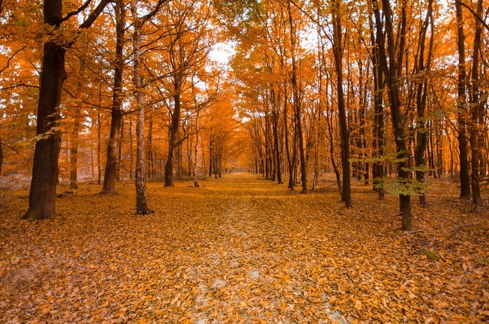 Un bosque cubierto de hojas de otoño.