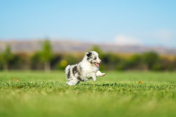 Foto de un cachorro corriendo en medio de un campo