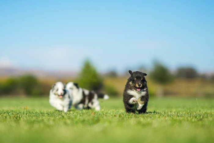 Foto de cachorros pequeños en medio de un campo