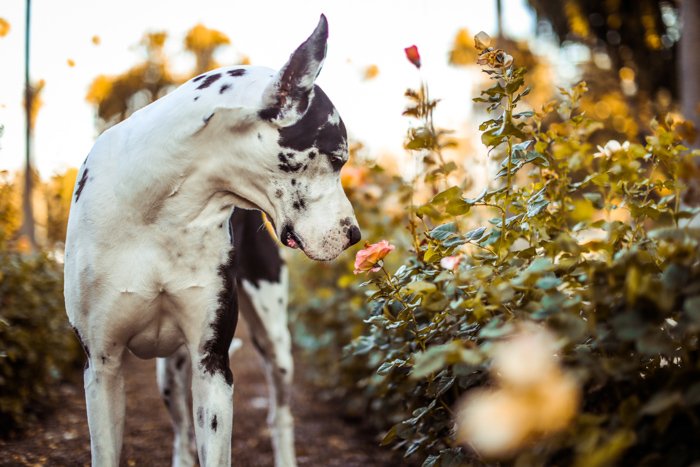 Foto de un perro oliendo una flor