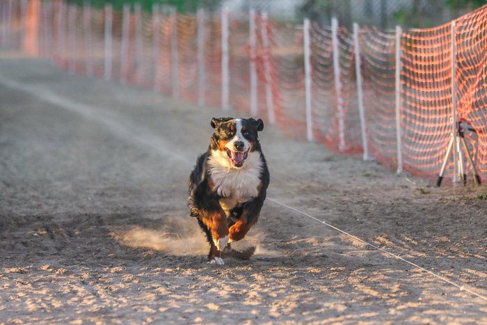 Foto de un perro corriendo por un camino de tierra