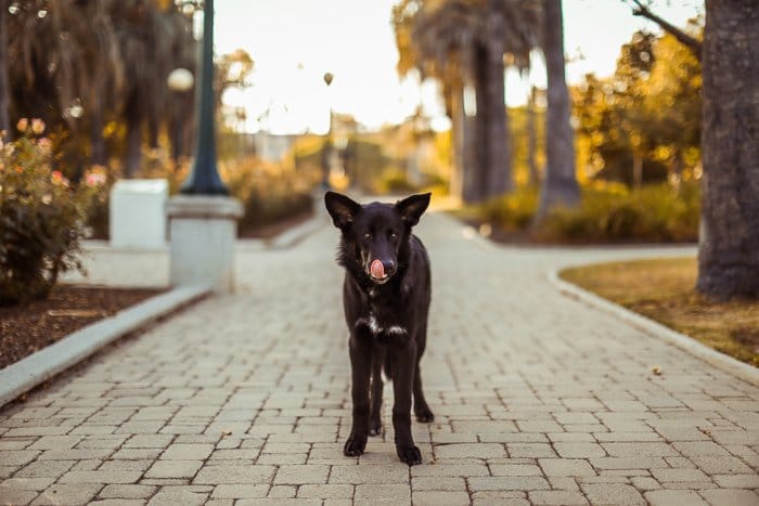 Foto de un perro en medio de un parque.