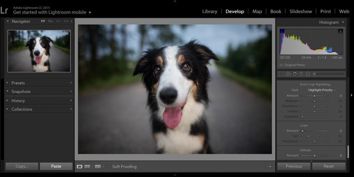 captura de pantalla de la edición de un retrato de perro en Lightroom
