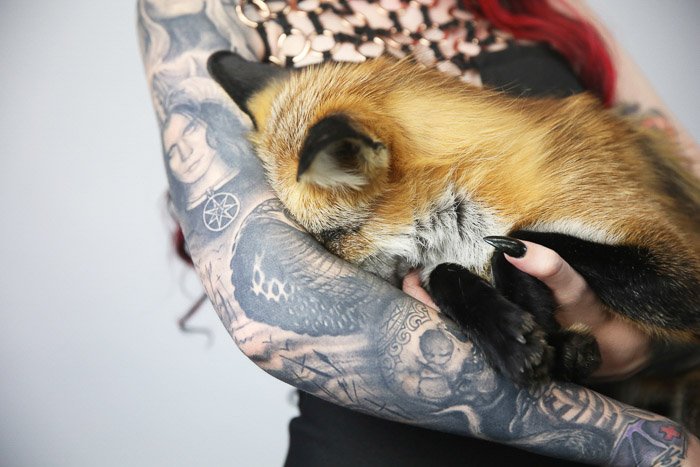 Cerca de un modelo femenino tatuado posando en interiores con un zorro