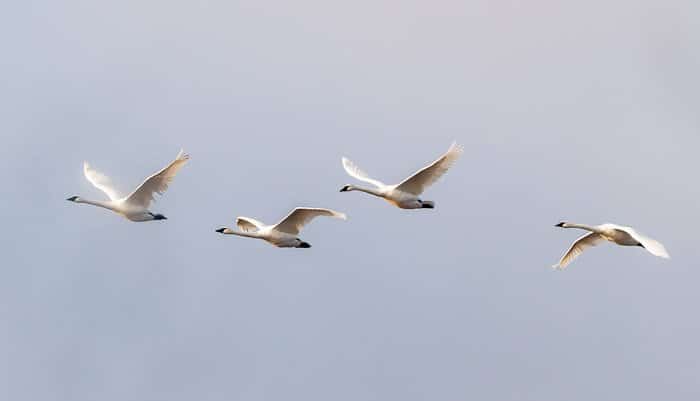 Cisnes trompetistas volando