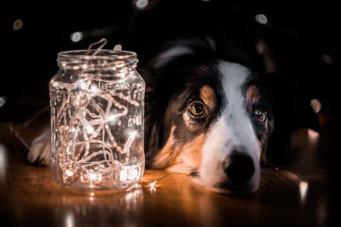 Retrato oscuro de un perro en el suelo con un frasco de luces para fotografía
