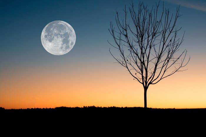 Foto de silueta fresca de un árbol por la luna llena