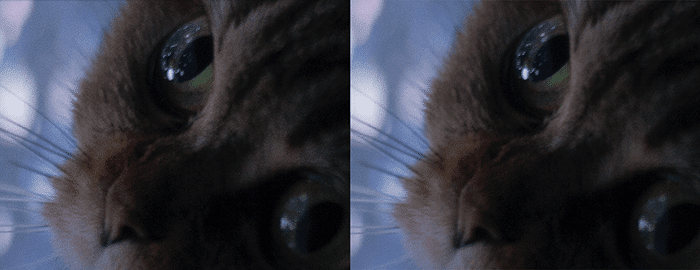 Dos fotos en primer plano de un gato