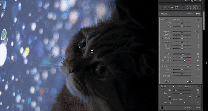 Captura de pantalla de la edición de una foto de un gato en Lightroom
