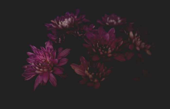 Una fotografía oscura de flores rosadas.