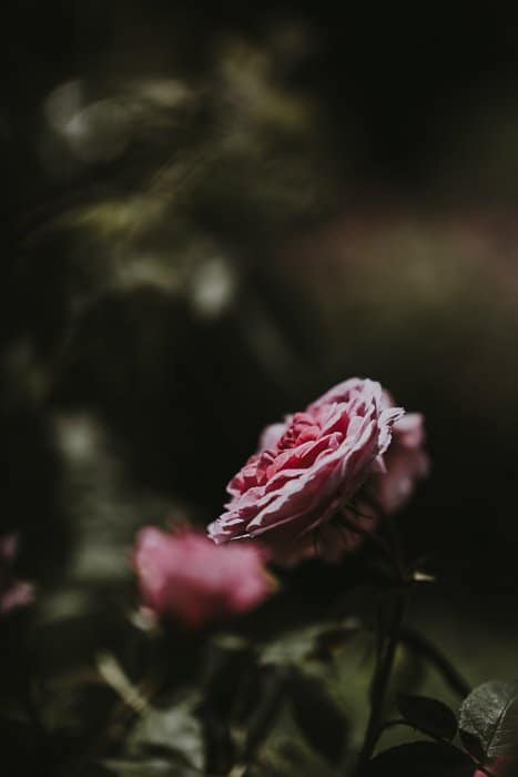 Fotografía oscura atmosférica de rosas rosadas 