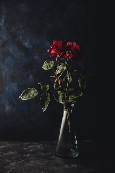 Fotografía de flores oscuras y cambiantes de un marchitamiento de rosas sobre un fondo oscuro