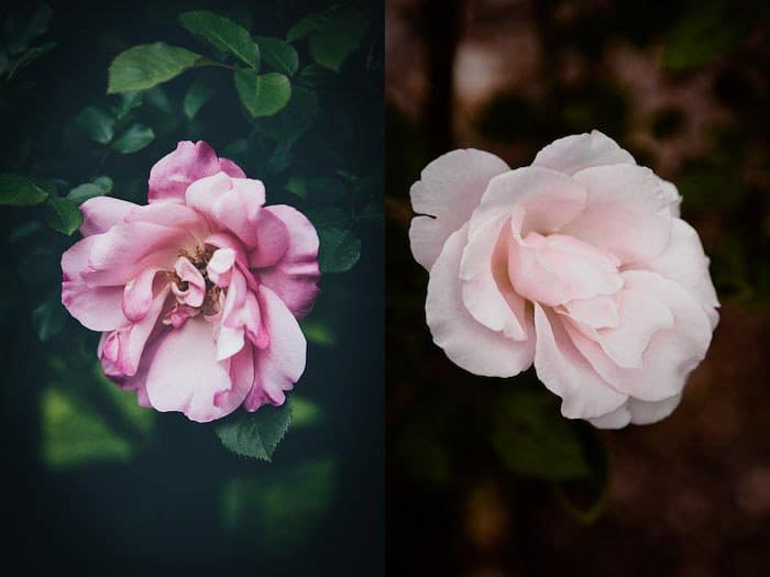 Díptico de fotografía de flor rosa rosa