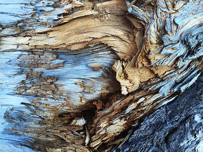 Una foto impresionante de texturas en la naturaleza.